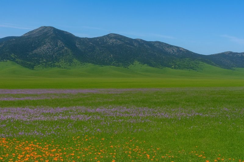Gardening Service in Rosamond, CA