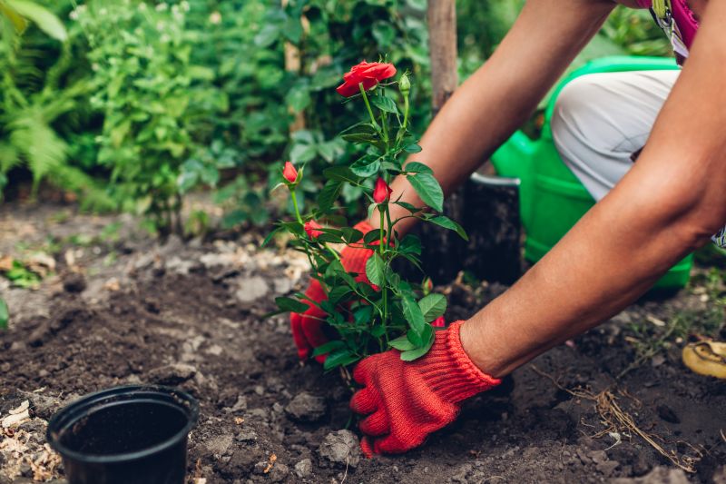 Cost of Rose Bush Planting