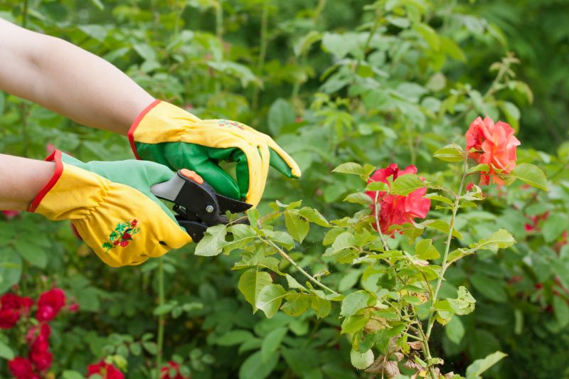 Rose Bush Planting
