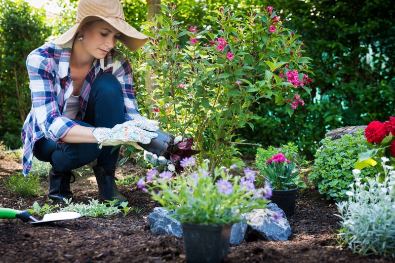 Rose Bush Planting detail