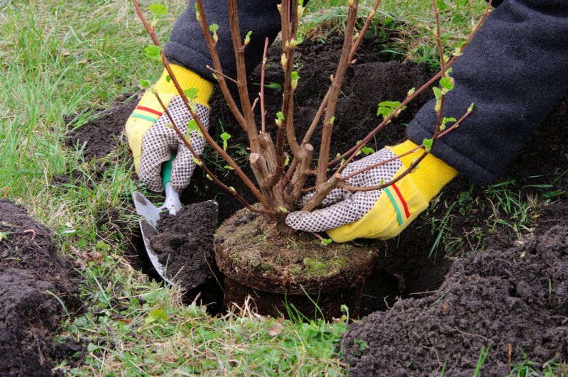 Rose Bush Planting detail