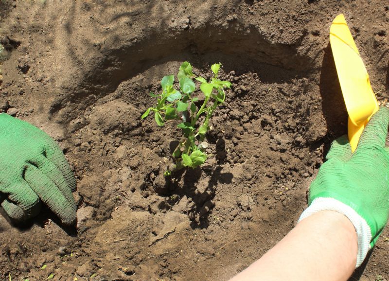 Rose Bush Planting detail